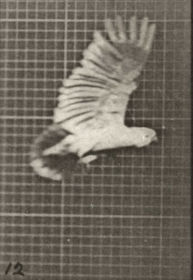 Plate 758 Cockatoo flying — figure reference